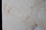 Hibolithes sp. (MONTFORT 1808) - Bild &copy; FossNet FossilienStore